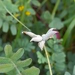 Astragalus asterias Fruit