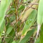 Phyllostachys nigra Bark