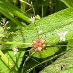 Allium canadense फूल