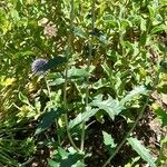 Echinops bannaticus ശീലം