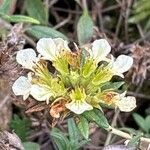 Teucrium montanum Çiçek