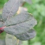 Salix humilis Feuille