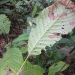 Sloanea grandiflora Leaf