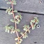 Euphorbia peplis Blad