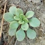 Sedum cepaea Лист