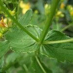 Hypericum undulatum Lapas