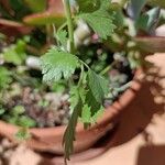 Pimpinella anisum Feuille