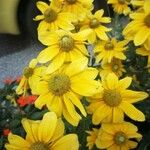 Rudbeckia nitida Çiçek