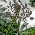 Cleome gynandra Blüte