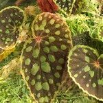 Begonia chlorosticta 葉