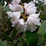 Rhododendron campanulatum Virág
