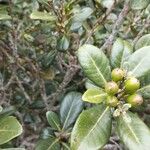 Sideroxylon borbonicum Meyve