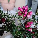 Gaultheria mucronata Flor