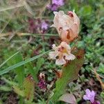 Orobanche albaЦвят