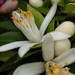 Citrus × microcarpa फूल