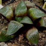 Haworthia emelyae Elinympäristö