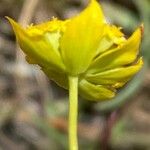 Bupleurum ranunculoides Квітка