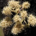 Combretum collinum Flower