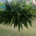 Aspidistra elatior Blad