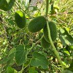 Cucumis dipsaceus Fruit