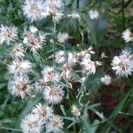 Conyza bonariensis 花