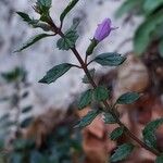 Clinopodium acinos Flower