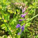 Scutellaria hastifolia Blodyn