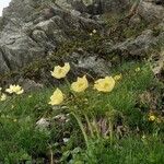 Pulsatilla alpina Natur