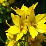 Lysimachia punctata Kwiat
