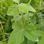 Macroptilium atropurpureum Leaf