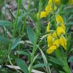 Genista germanica Foglia