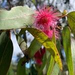 Eucalyptus leucoxylon 花