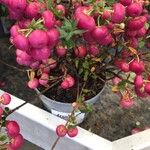 Gaultheria mucronata Folha