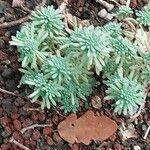 Sedum rubens Hoja