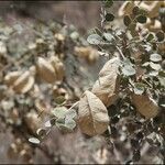 Colutea paulsenii Fruit