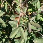 Cytisus nigricans Leaf