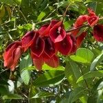 Erythrina crista-galli Λουλούδι