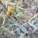 Berberis trifoliolata Floro