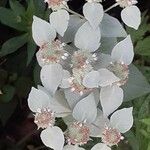Pycnanthemum muticum Цвят