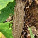 Aristolochia arborea Fruct