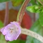 Epilobium ciliatum Flower