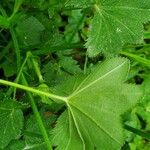 Alchemilla acutiloba Лист