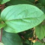 Lonicera japonica Leaf