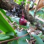 Syzygium cymosum Fruit