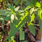 Symphyotrichum lanceolatum Frunză