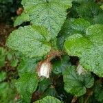 Rubus tricolor Flower