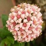 Crassula perfoliata Flor