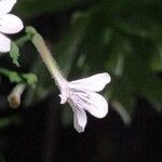 Rhinacanthus nasutus Flor