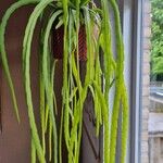 Pfeiffera boliviana برگ