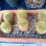 Echinocereus longisetus List